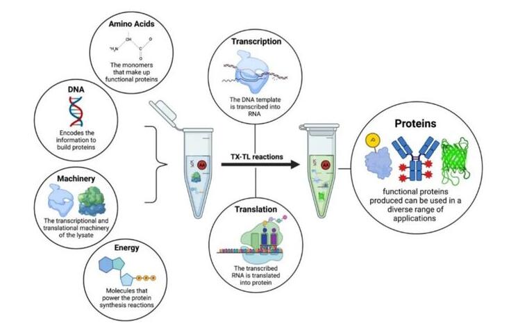 Recombinant Human CDw210b prot