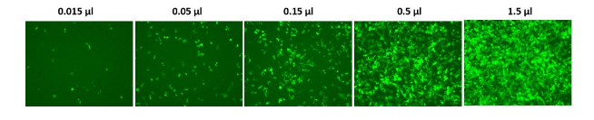 Lentifect™慢病毒颗粒及定制包装服务