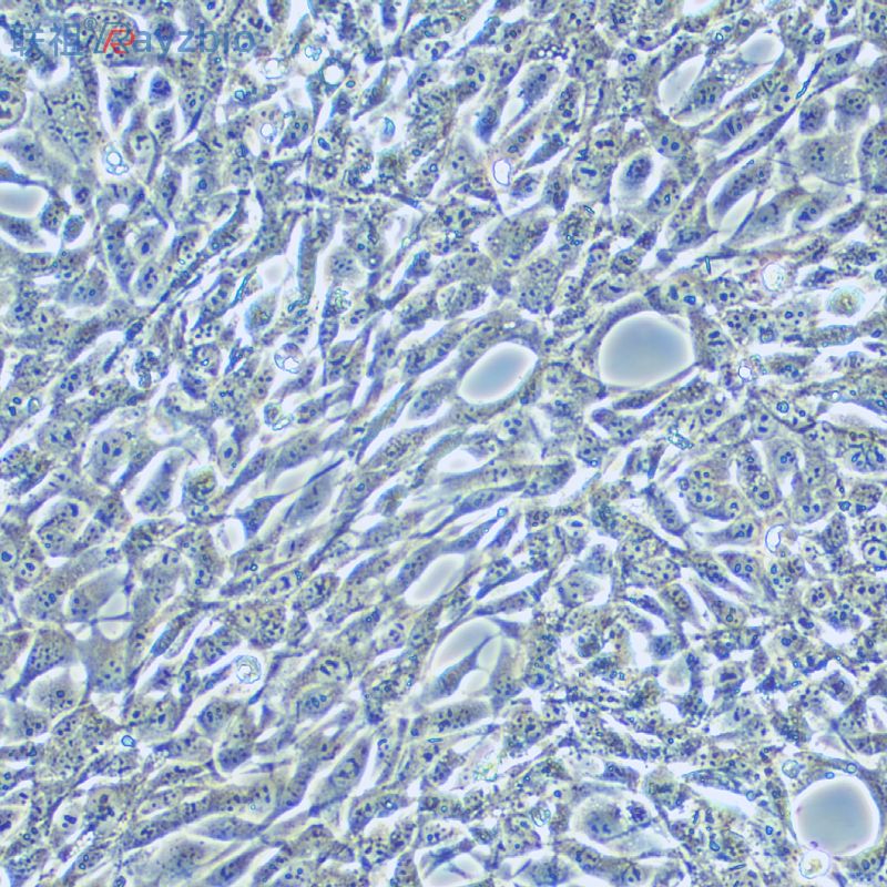 MTS细胞增殖与细胞毒性检测试剂盒