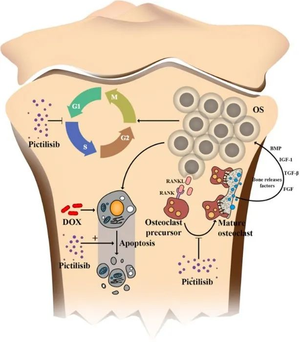 TargetMol明星分子——​Doxorubicin hydrochloride