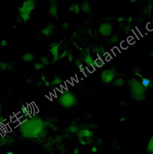 小鼠胚胎成骨细胞前体细胞带绿色荧光；MC3T3-E1/GFP