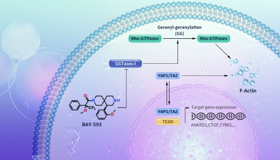 发现新型YAP1TAZ通路抑制剂，具有强效抗肿瘤效果！