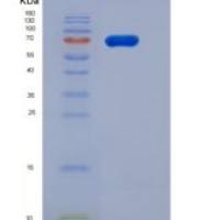 人FAM20B / Gxk1重组蛋白Fc tag