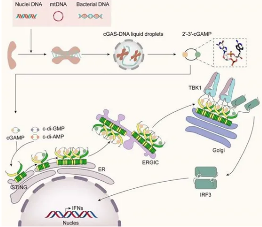 快速了解STING通路