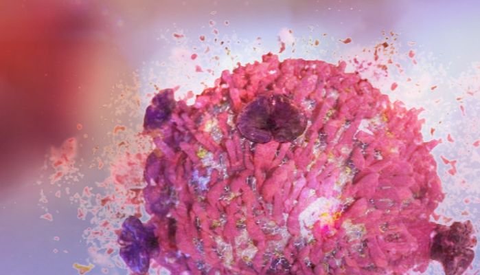 中科院团队揭示新型细胞核程序性坏死通路