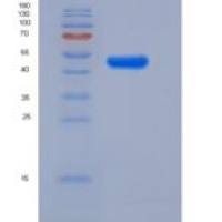 人LILRA5/CD85重组蛋白Fc Tag