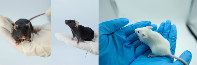 想成为合格的小鼠铲屎官，这些日常观察知识少不了！