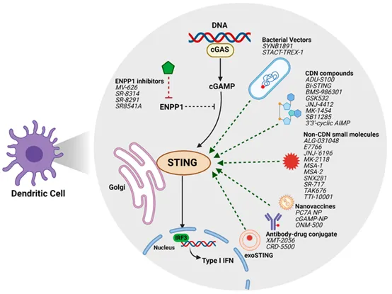 快速了解STING通路