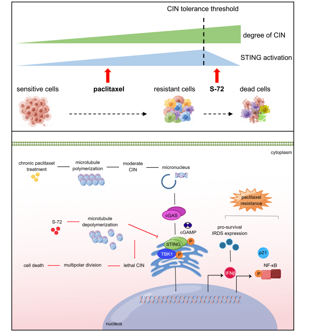 TargetMol明星分子—紫杉醇