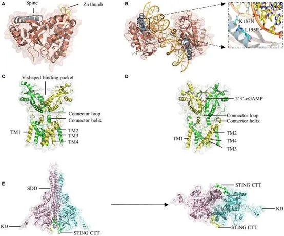 快速了解STING通路