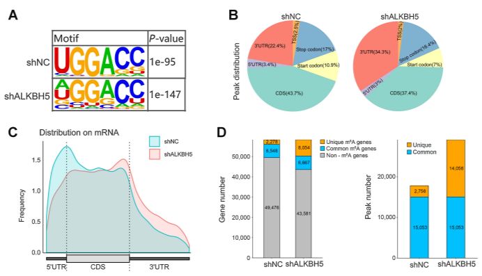 文献解析 | 肝细胞癌类器官模型助力乙型肝炎病毒介导的m6A去甲基化增加肝细胞癌的干性和免疫逃避研究