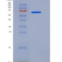 人p38 delta / MAPK13重组蛋白GST tag