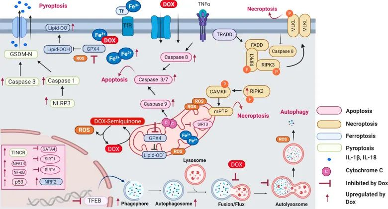 TargetMol明星分子——​Doxorubicin hydrochloride