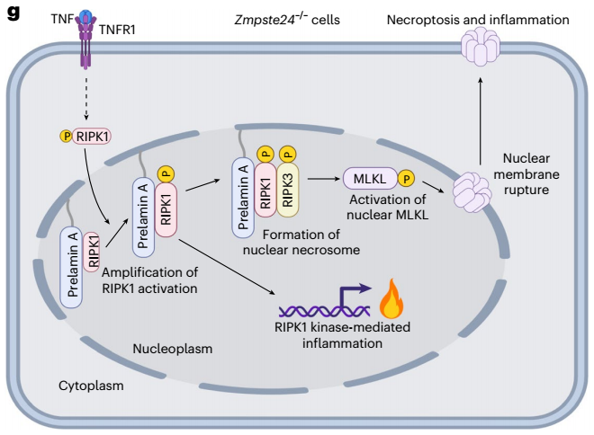 中科院团队揭示新型细胞核程序性坏死通路