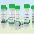 Recombinant Mouse IL-6 Receptor Beta