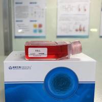 兔乳腺上皮细胞丨兔原代细胞丨逸漠(immocell)