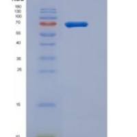 小鼠VNN1 / Vanin-1重组蛋白Fc tag