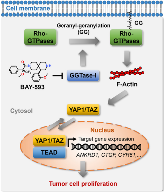 发现新型YAP1TAZ通路抑制剂，具有强效抗肿瘤效果！
