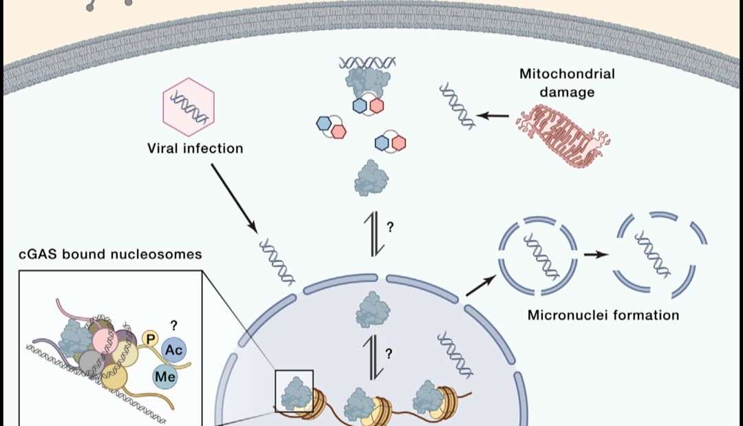 干货分享 | 带你快速入门JAK/STAT signaling pathways信号通路