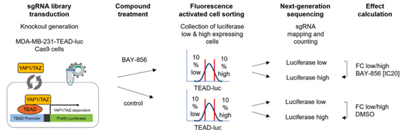 发现新型YAP1TAZ通路抑制剂，具有强效抗肿瘤效果！