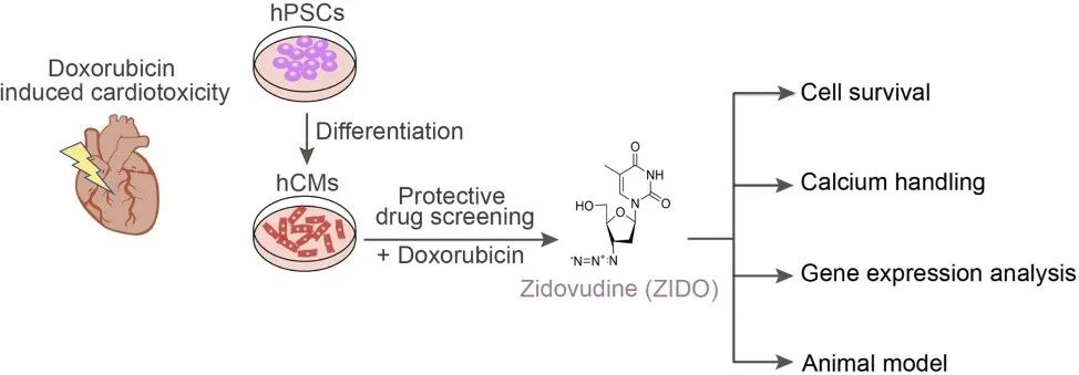 TargetMol明星分子——Doxorubicin hydrochloride