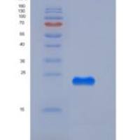 小鼠CREG / CREG1重组蛋白His tag