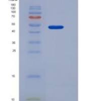 小鼠COLEC10重组蛋白Fc tag