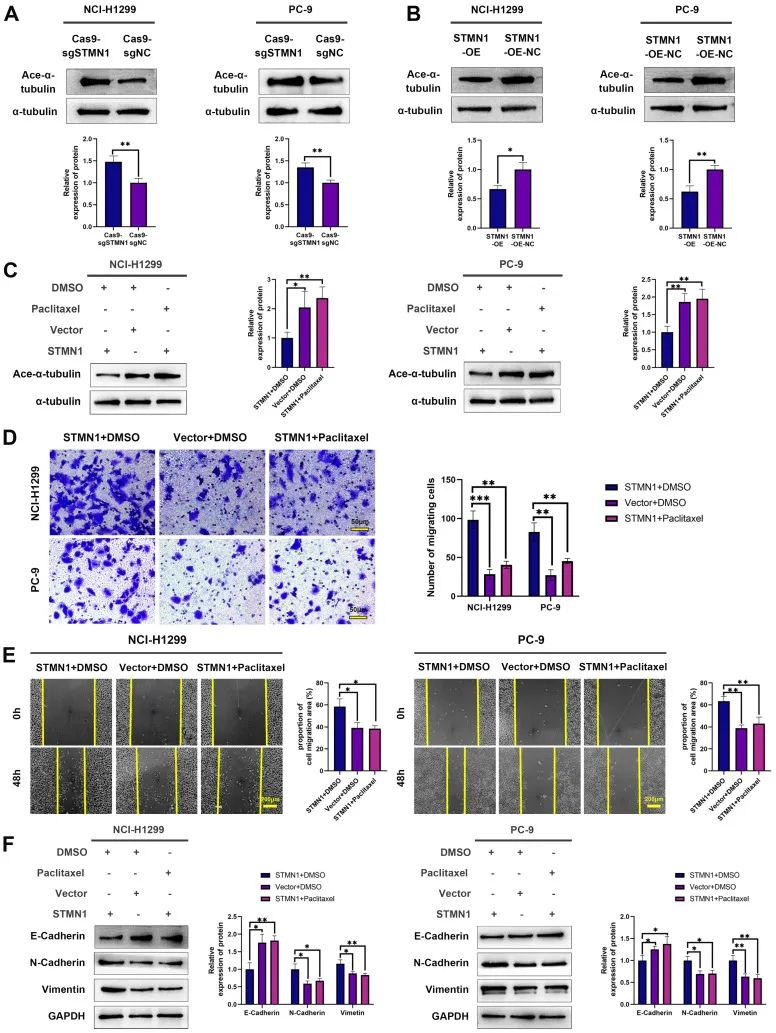 TargetMol明星分子—紫杉醇
