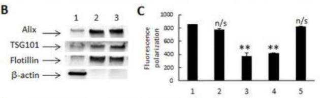 图三：外泌体western blot结果和荧光偏振结果