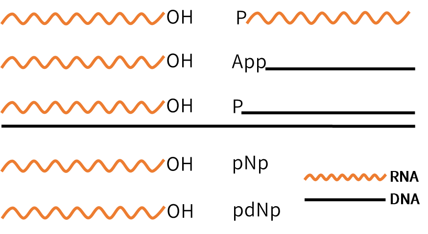 干货│T4 RNA Ligase 1：RNA研究的多功能粘合剂