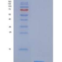 人Histone H4 / HIST2H4A重组蛋白