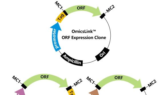 大促|ORF cDNA克隆仅需199元起