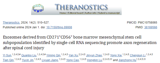 【Theranostics】12+，单细胞RNA测序鉴定的来自CD271+CD56+骨髓间充质干细胞亚群外泌体促进脊髓损伤后轴突再生