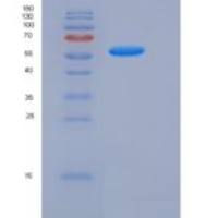 小鼠Follistatin / FST (FS288)重组蛋白Fc tag