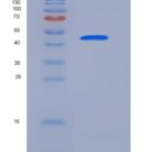 人细胞周期蛋白E1重组蛋白