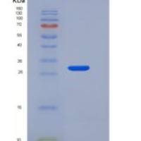 大鼠LILRA5重组蛋白His tag