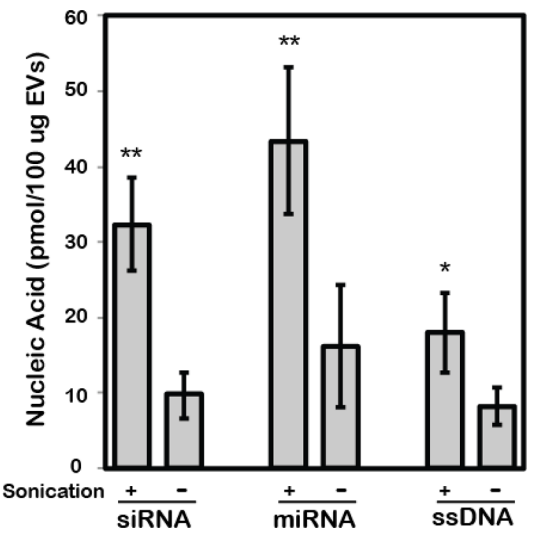 图二：外泌体核酸负载效率