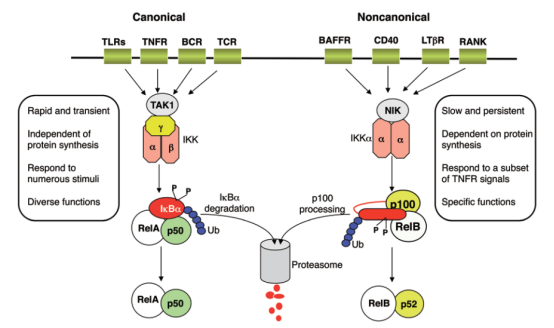 NF-κB信号转导通路-细数那些经典靶点抗体