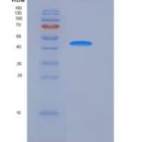 大鼠SLC3A2 / CD98重组蛋白His tag