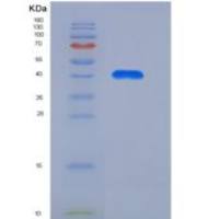 大鼠CLEC2D / OCIL重组蛋白Fc tag