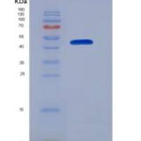 小鼠Smad同源物5(SMAD5)重组蛋白