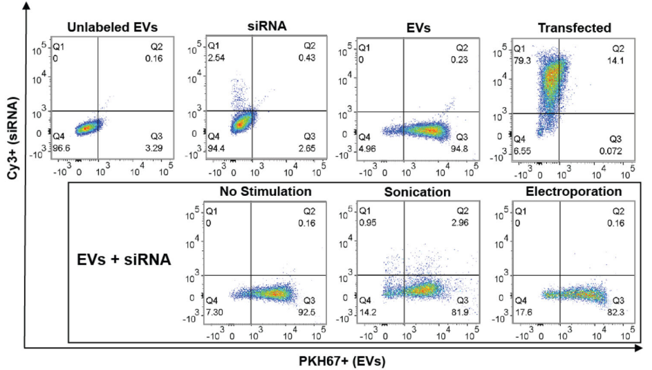 图四：（A）流式法验证外泌体装载效率（靶细胞内）
