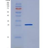 人G蛋白偶联受体37(GPR37)重组蛋白His tag