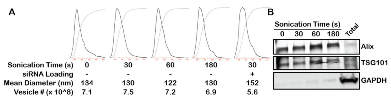 图一：（A）粒径结果；（B）Western blot结果