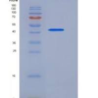 大鼠CD302 / CLEC13A重组蛋白Fc tag