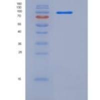 人接触蛋白4(CNTN4)重组蛋白His tag