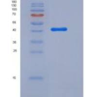 人C12orf53重组蛋白Fc tag