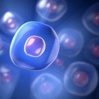 MKN-1细胞、MKN1细胞、MKN-1细胞