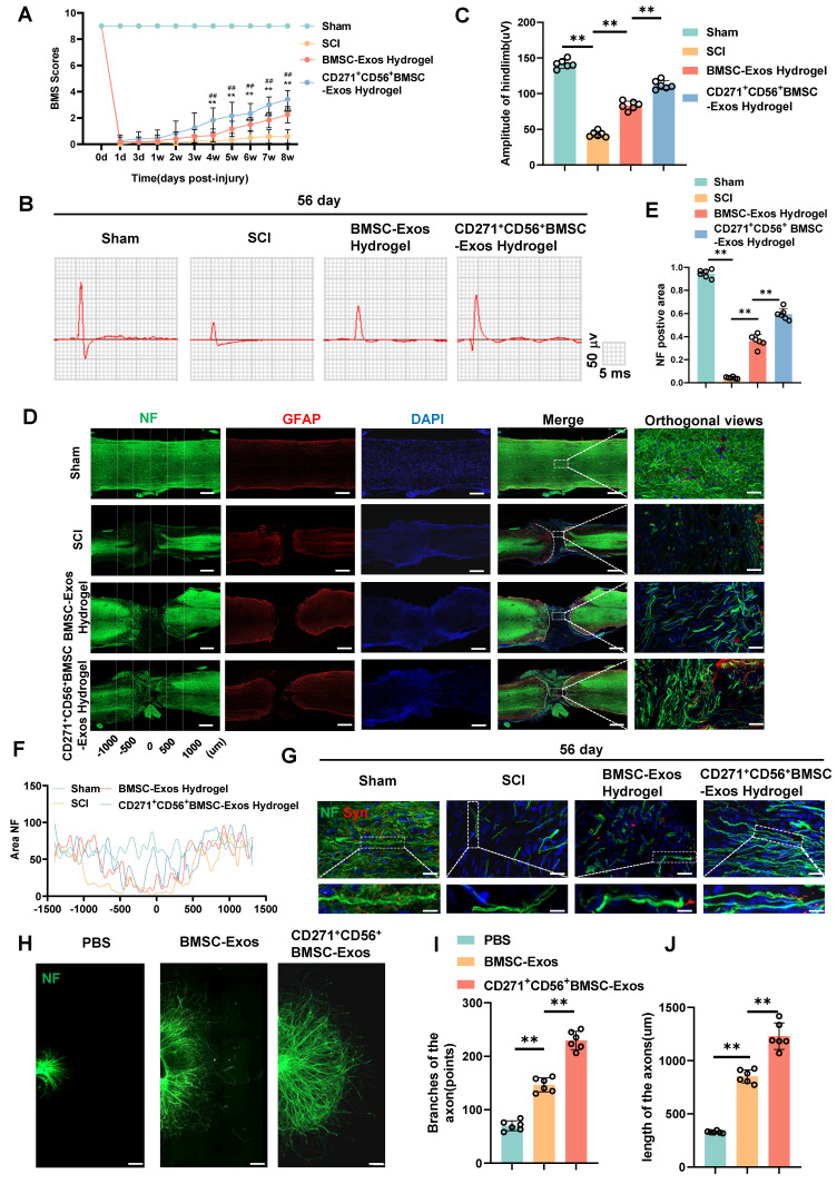 外泌体技术服务 外泌体技术服务