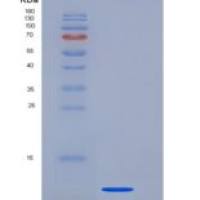 大鼠TGF beta 1重组蛋白